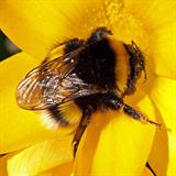 hommel kl